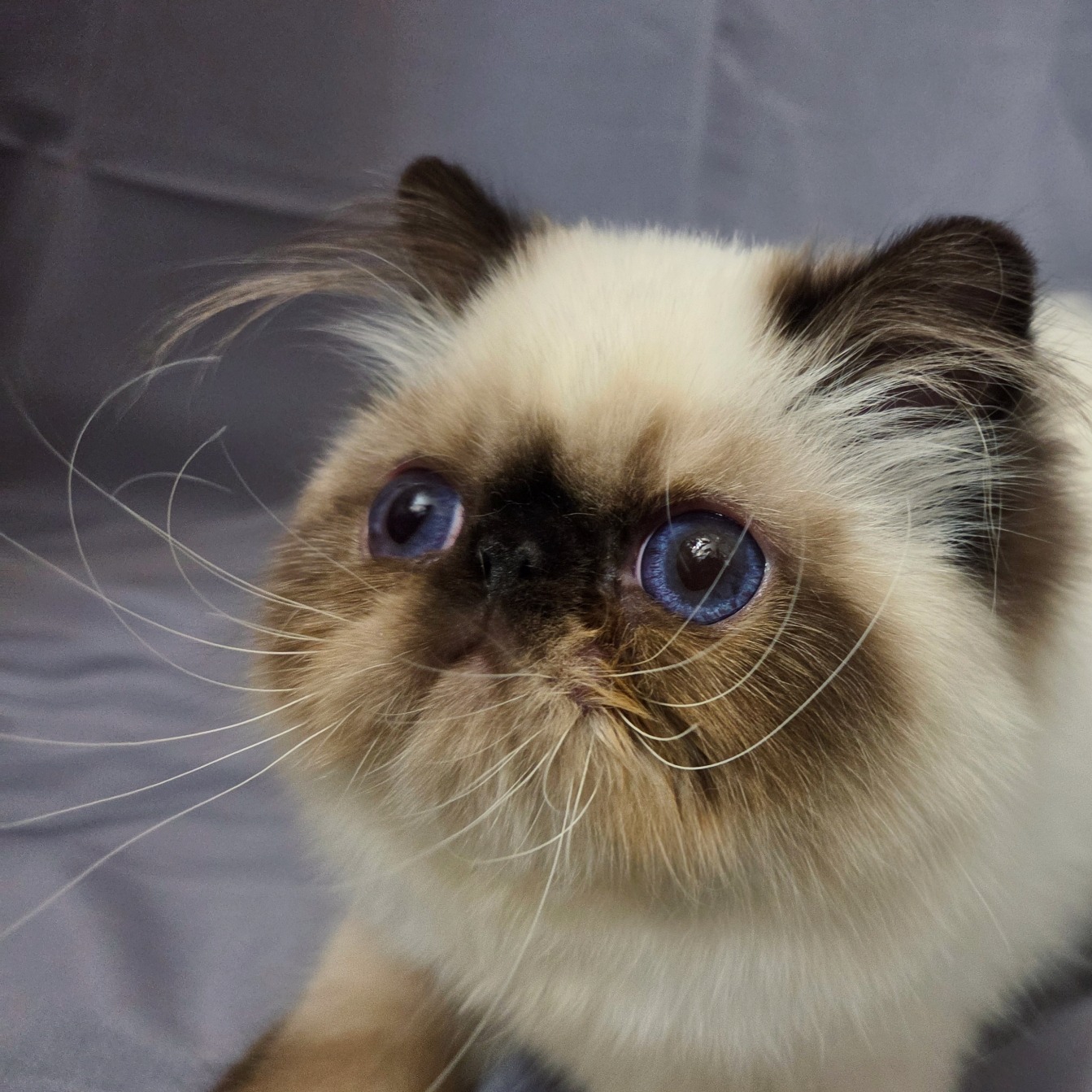 Dusty Pawz Himalayan kitten