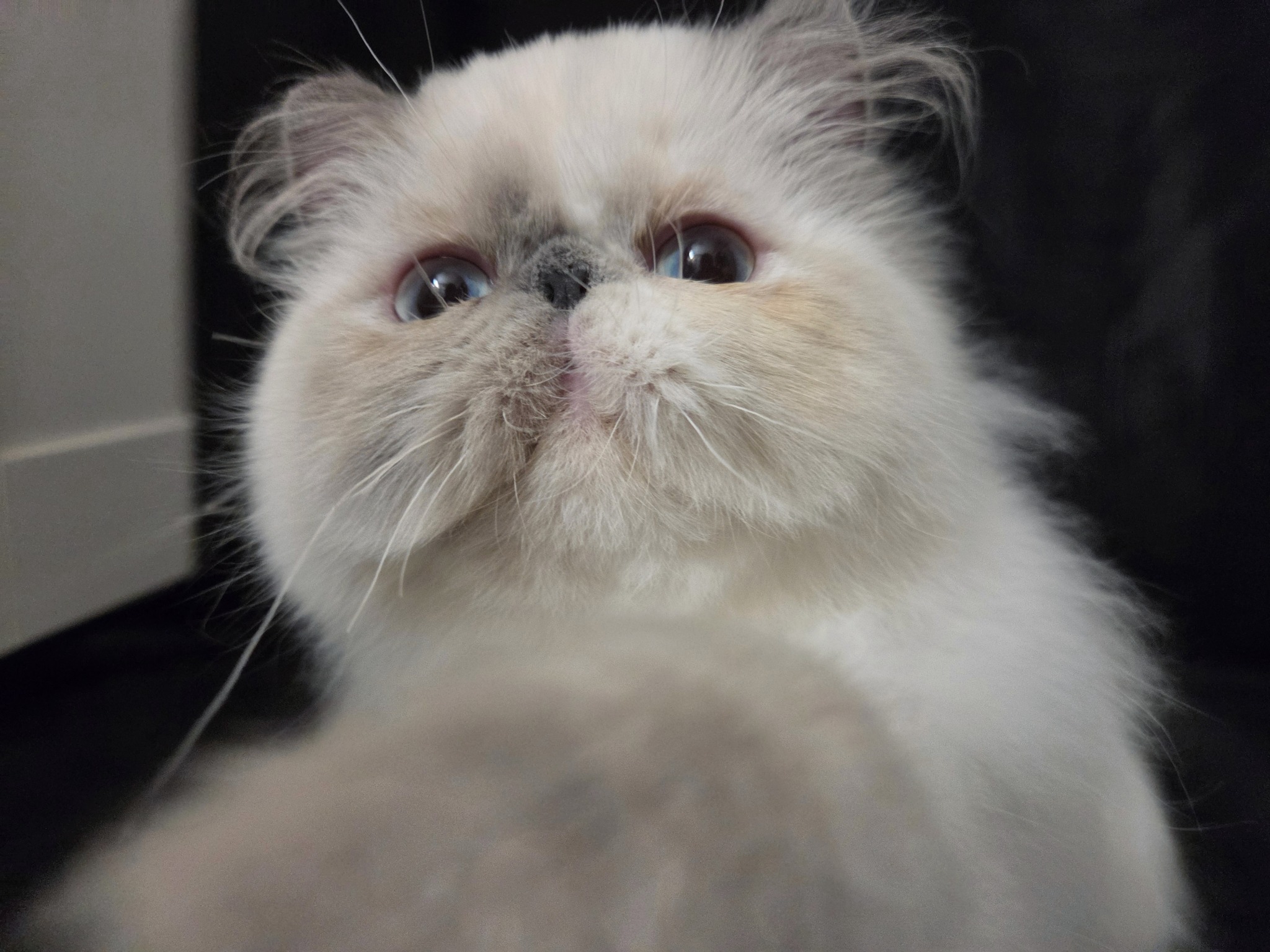 Dusty Pawz kitten close-up