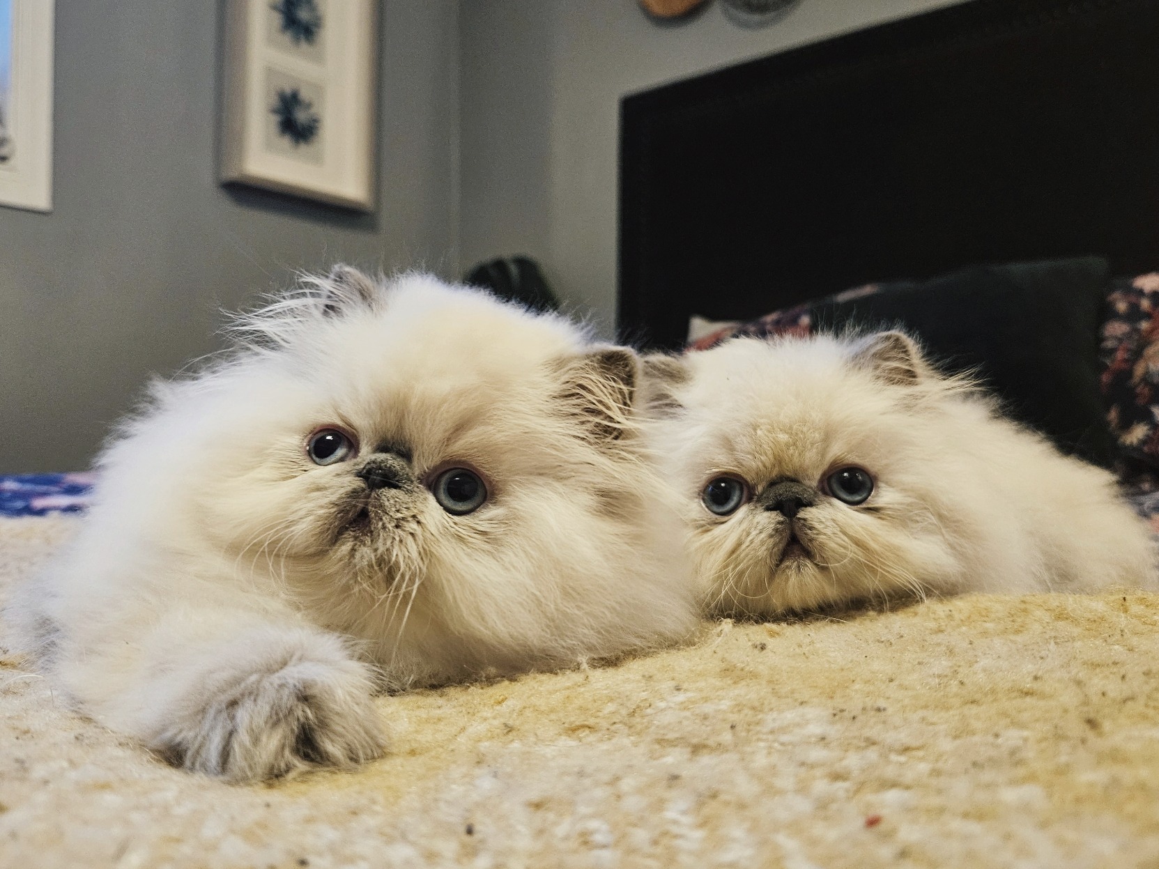 Two Himalayan kittens