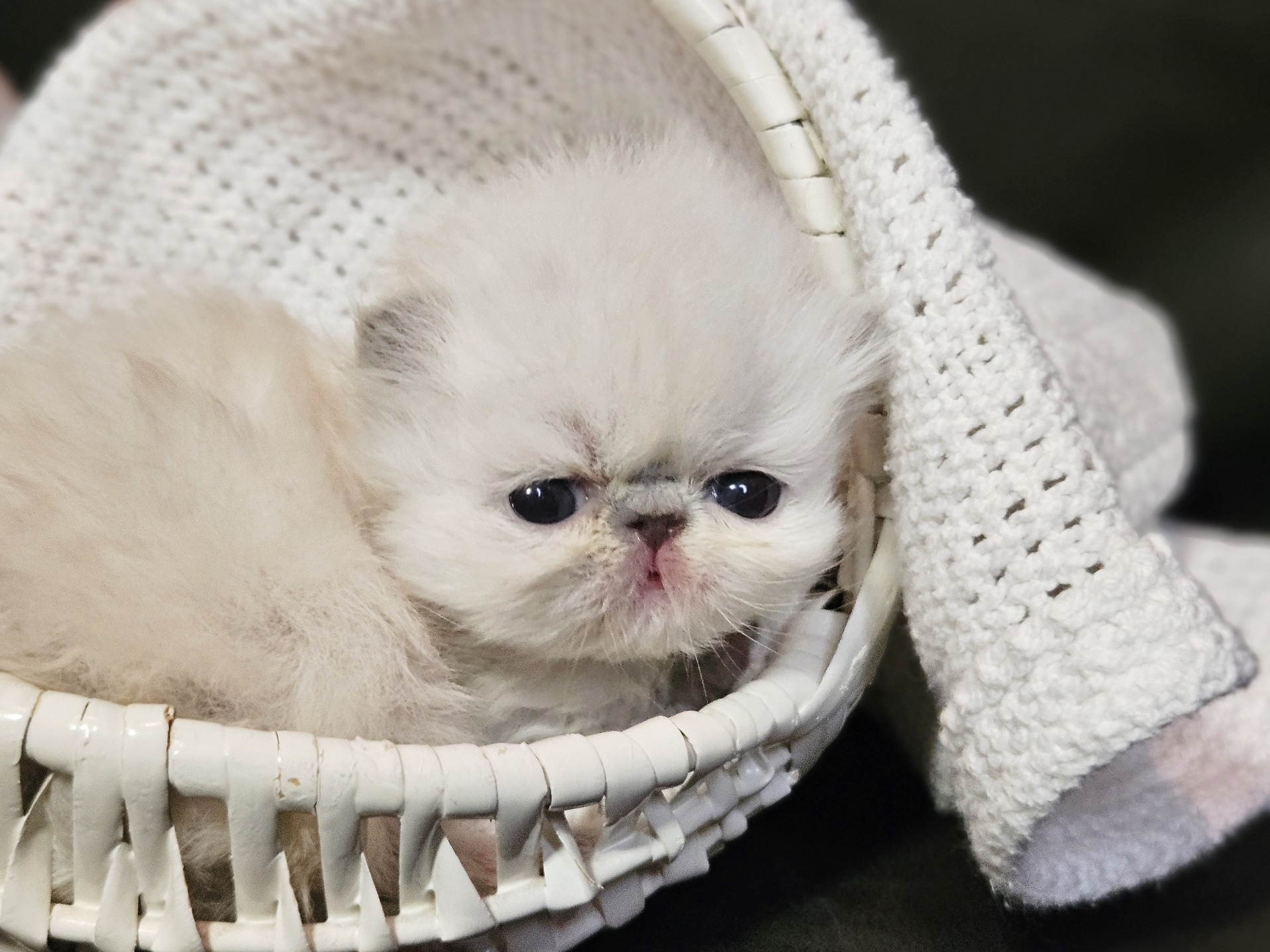 Young Dusty Pawz kitten in a basket